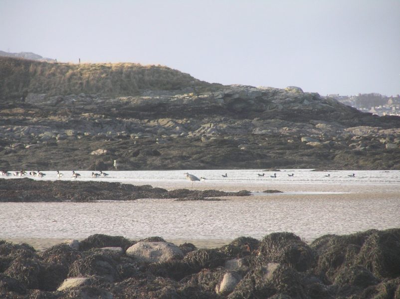 sea birds at Penrhos